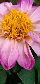 Close-up of a pink dahlia with a vibrant yellow center.