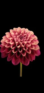 Vibrant pink dahlia flower against a black background for phone wallpaper.