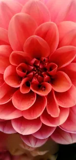 Close-up of vibrant pink dahlia flower with layered petals.