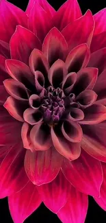 Vibrant magenta dahlia flower with black background.