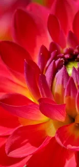Close-up of a vibrant red dahlia flower in full bloom.
