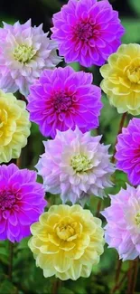 Vibrant display of purple and yellow dahlia flowers.