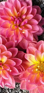 Trio of pink and yellow dahlia flowers on a textured surface.