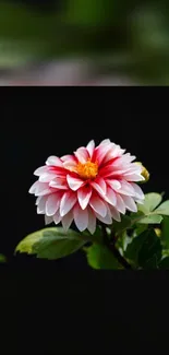 Close-up of a vibrant dahlia flower against a dark backdrop.