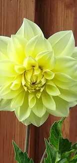 Yellow dahlia flower with lush petals on wooden background.