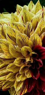 Close-up of vibrant yellow and red dahlia flower.