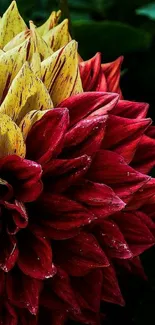 Vibrant red and yellow dahlia wallpaper.