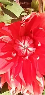 Vibrant dahlia flower with pink petals and green leaves.