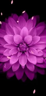 Purple dahlia flower on black background for mobile wallpaper.