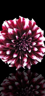 Vibrant magenta dahlia flower on black background.