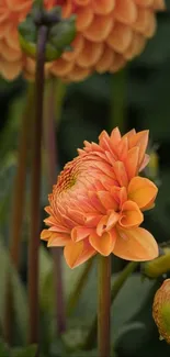 Orange dahlia flower with green backdrop, ideal for a vibrant phone wallpaper.