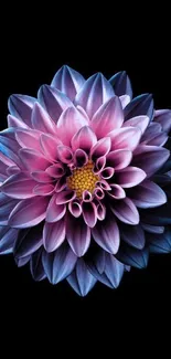 Vibrant purple and pink dahlia flower against a black background.