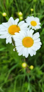 Vibrant daisies in a lush green field wallpaper.