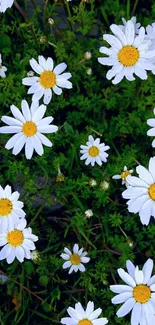 White daisies on vibrant green background wallpaper.