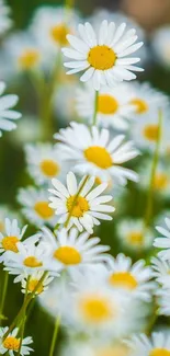 Close-up of vibrant daisies in a sunny field, perfect for a nature-themed wallpaper.