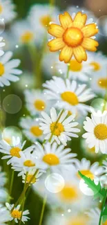 A bright and colorful field of white daisies with a standout yellow flower.