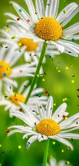 Daisy flowers with vibrant confetti on a green background.