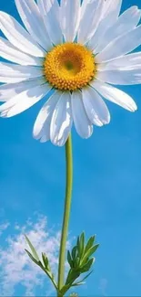 White daisy with green stem against a blue sky backdrop.