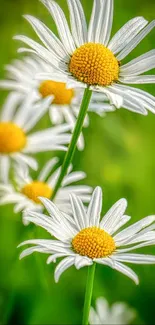 Vibrant daisy blooms with white petals and yellow centers on a green backdrop.