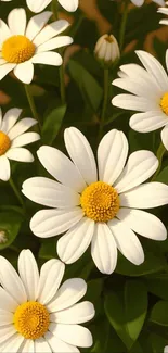 White daisies with yellow centers in natural setting.