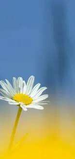 White daisy flower with yellow center against a blue sky and yellow background.