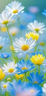 Vibrant daisy flower field with blue and yellow blossoms.