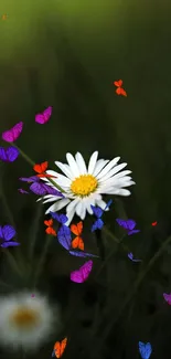 Daisy flower with colorful butterflies on a dark green background.