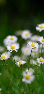 A vibrant field of daisies with a lush green backdrop.