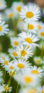 Mobile wallpaper with white daisies and yellow centers in green background.