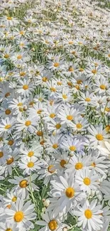 A serene field of white daisies under the sun, perfect for a mobile wallpaper.