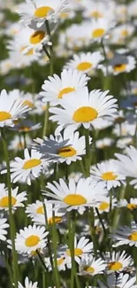 Beautiful white daisies in a sunny field.