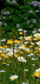 Vibrant field of daisies in bloom with lush green background.