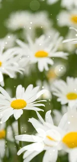 Vibrant white daisy field with green background.