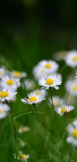 Wallpaper featuring a field of vibrant daisies against a lush green background.