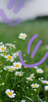 Daisy field with vibrant flowers and lush green background.