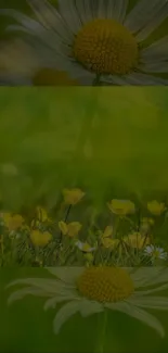 Mobile wallpaper with field of vibrant yellow daisies.