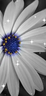 A white daisy with a blue center on a gray background.