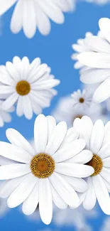 Beautiful daisies with a blue background, perfect for phone wallpaper.