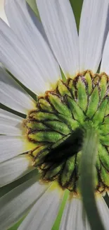 Close-up of daisy showing petals and green center on phone wallpaper.