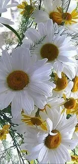 Vibrant wallpaper with daisies and green leaves.