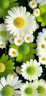 Vibrant green and white daisy floral mobile wallpaper.