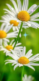 Vibrant daisy flowers with green background, showcasing white petals and yellow centers.