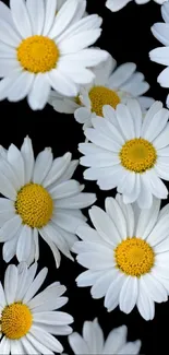 Bright daisies with yellow centers on a bold black background.