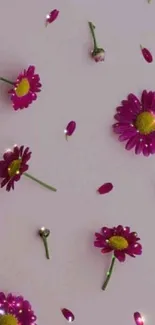 Magenta daisy flowers on a light background with green stems.