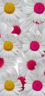 Vibrant daisy wallpaper with pink and white floral design.