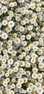 Mobile wallpaper of blooming white daisies with vibrant yellow centers.