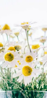 Bright daisy flowers with yellow centers in a glass vase wallpaper.