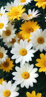 Mobile wallpaper with vibrant yellow and white daisies.