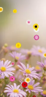 Mobile wallpaper of vibrant daisies with colorful petals in a soft-focused background.