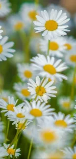 Vibrant daisy flowers with green stems create a lively nature-inspired wallpaper.